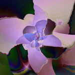   Meditations on a Flower
